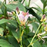 Tricyrtis formosana Flower