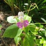 Impatiens balfourii Blomst