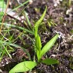 Ophioglossum lusitanicum Fiore