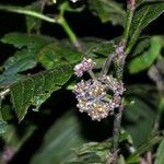 Psychotria pilosa Flower