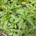 Urtica dioica Ліст