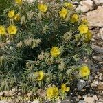 Helianthemum syriacum Hábito