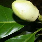 Magnolia gloriensis Plod