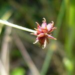 Ranunculus uncinatus Flower