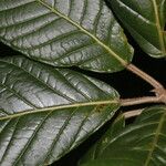 Ficus brevibracteata Hoja