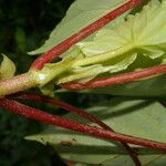 Begonia multinervia 樹皮