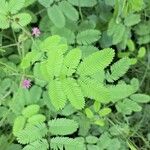 Mimosa diplotricha Leaf