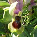 Ophrys tenthredinifera Цвят