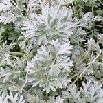 Artemisia absinthium 葉