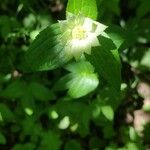 Astrantia maxima Fleur