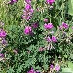 Astragalus mollissimus Foglia