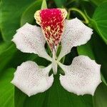 Bauhinia monandra Blüte