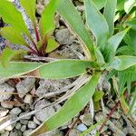 Yucca harrimaniae Leaf