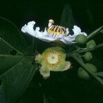 Bellucia grossularioides Flower