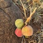 Adenia volkensii Fruit