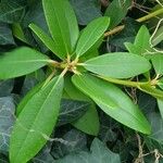 Rhododendron yakushimanum Leaf