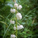 Pyrola media Flower