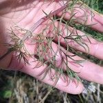 Seseli annuum Blatt