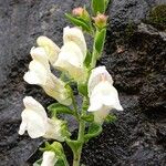 Antirrhinum molle Flor