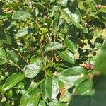 Cotoneaster acutifolius Foglia