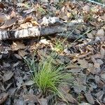 Carex distachya Habit