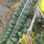 Sophora microphylla Hoja