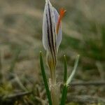 Crocus reticulatus 花