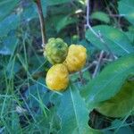 Morinda royoc Fruit