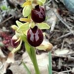 Ophrys exaltata Autre