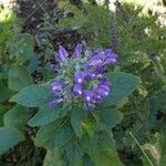 Scutellaria incana Blüte