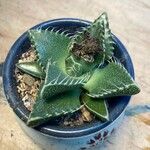Faucaria tigrina ഇല