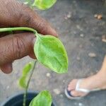Euphorbia tithymaloides Leaf
