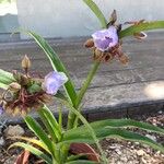 Tradescantia occidentalis Virág