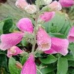 Digitalis thapsi Flower