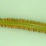 Ophioglossum pendulum পাতা
