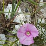 Ipomoea desmophylla Flor
