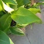 Canna flaccida Ліст