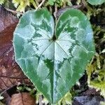 Cyclamen hederifolium Лист