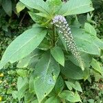 Lysimachia clethroides Flor