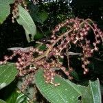Miconia longicoma Altul/Alta