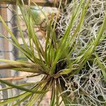 Tillandsia festucoides ᱥᱟᱠᱟᱢ