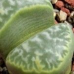 Lithops helmutii