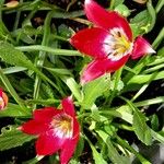 Tulipa clusiana Хабит