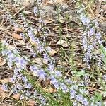 Anarrhinum bellidifolium ফুল