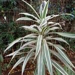 Dracaena fragrans Blad