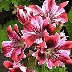 Pelargonium graveolens Blüte
