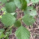 Crataegus macrosperma Ліст