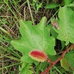 Clappertonia ficifolia Gyümölcs