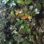 Cerastium diffusum Fula