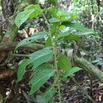 Antidesma laciniatum Лист